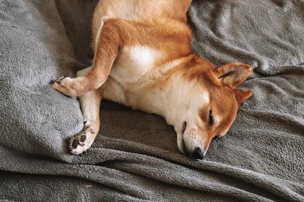 Japanse shiba inu-hond slaapt Leuke hond