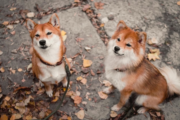 Japanse Shiba Inu-honden. Moeder en dochter Shiba Inu. Rode honden.