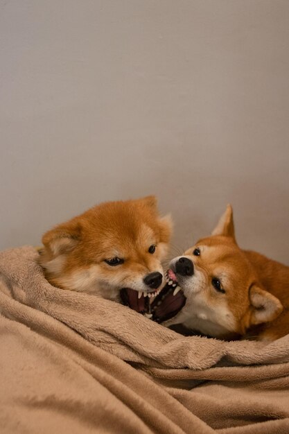 Japanse Shiba Inu-honden. Moeder en dochter Shiba Inu spelen grappig.