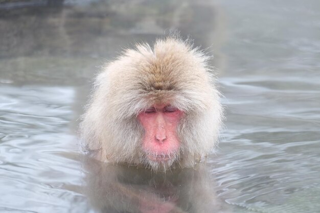 Foto japanse sneeuw aap macaque speelt in de warme bron in jigokudan park onsenjapan