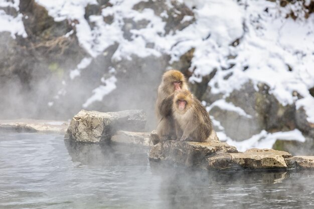 Foto japanse sneeuwapenfamilie jigokudani monkey park nagano japan op 09 jan 2022