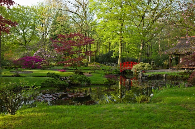 Foto japanse tuin met rode brug in het voorjaar, den haag, holland