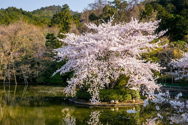 Japanse tuin