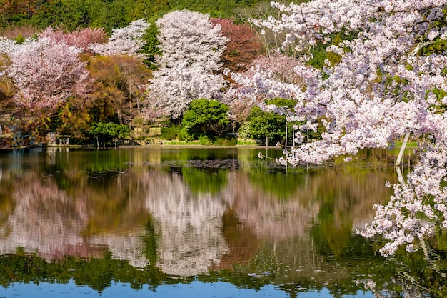 Japanse tuin