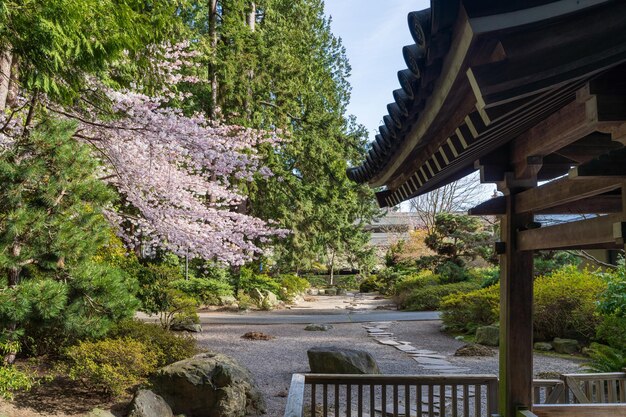 Japanse tuinkersenbloesems in volle bloei