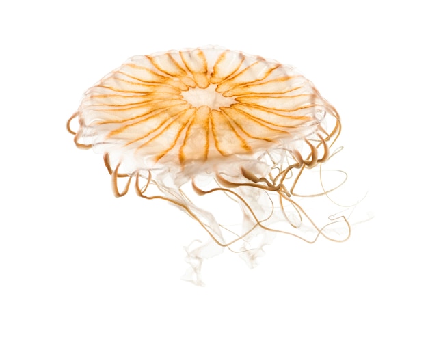 Japanse zeeketel, Chrysaora pacifica, Kwallen tegen witte achtergrond