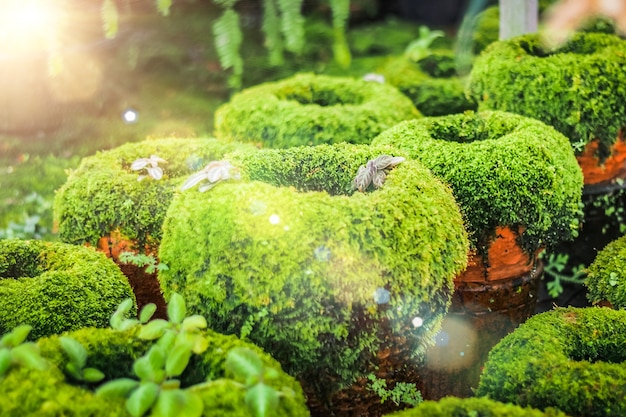 Japanse zenmostuin.tuin bedekt met mos