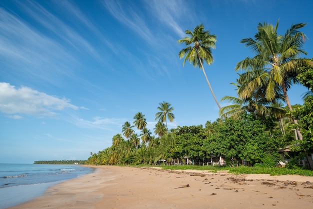 Japaratinga strand Maragogi Alagoas Brazilië Kokospalmen op het rustige en mooie strand