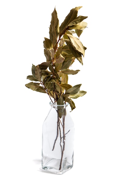 Jar with bay laurel leafs