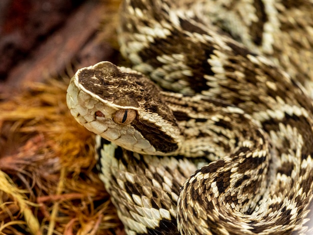 Фото Змея джарарака (bothrops jararaca). ядовитая бразильская змея.