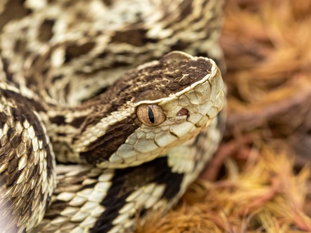 Jararaca 뱀 (Bothrops Jararaca) . 독이 있는 브라질 뱀..