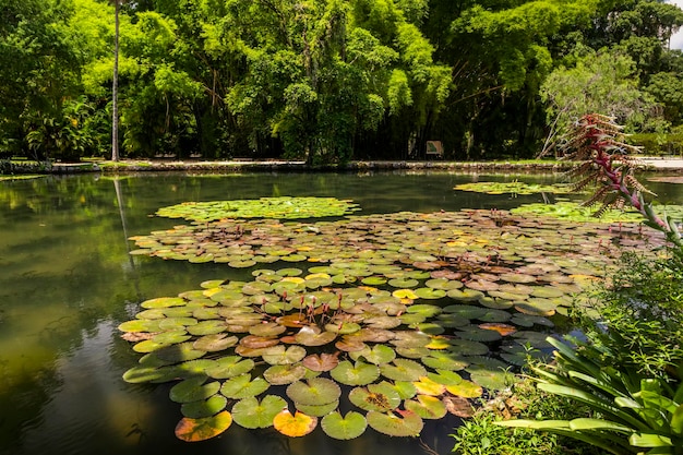 Jardim Botanico botanische tuinen Rio de Janeiro Brazilië