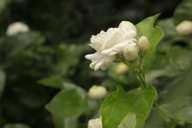 Jasmijn bloeit prachtig in de tuin.