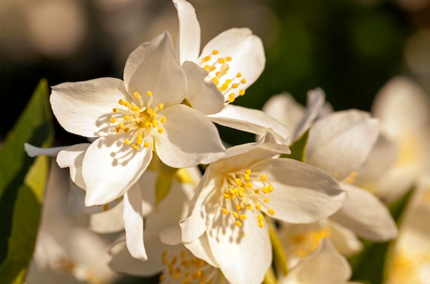 jasmijn bloem