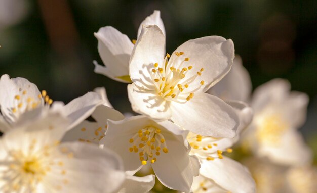 jasmijn bloem