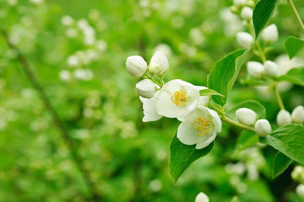 jasmijn bloem