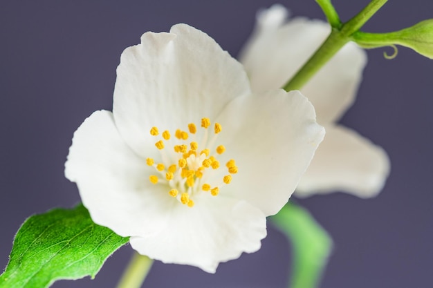 jasmijn bloemen