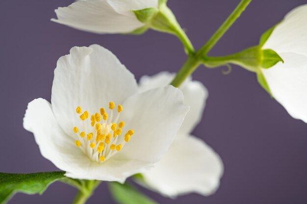 jasmijn bloemen