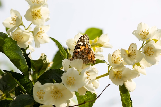 jasmijn bloemen