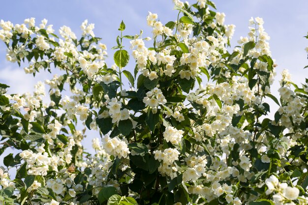 Foto jasmijn bloemen