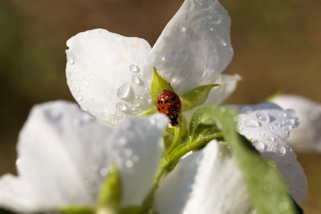 Jasmijn bloemen