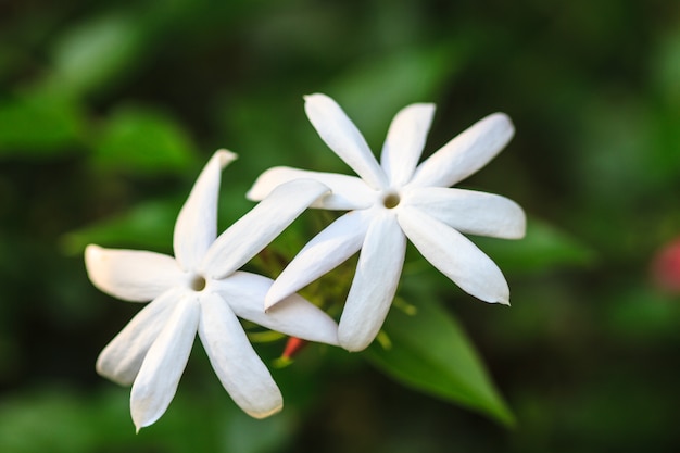 Jasmijn of Arabische jasmijn in de tuin