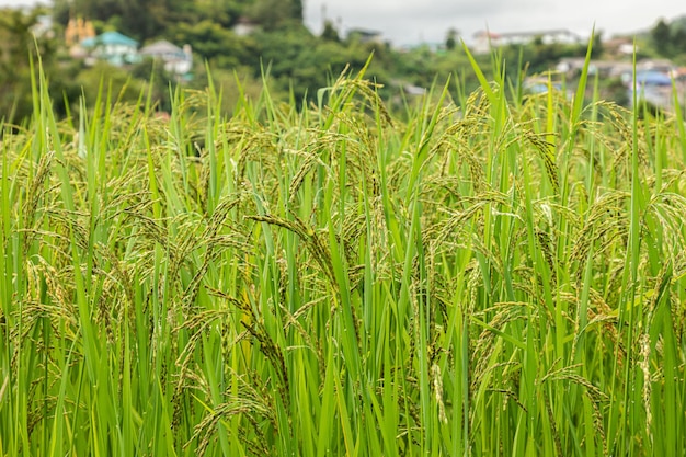Jasmijn rijstveld Close-up gele rijstzaad rijpe en groene bladeren