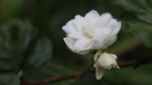 jasmijnbloem die bloeit in het regenseizoen