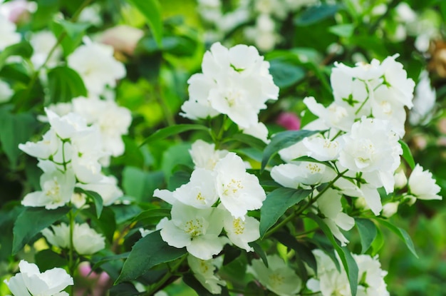 Jasmijnbloem in de tuin