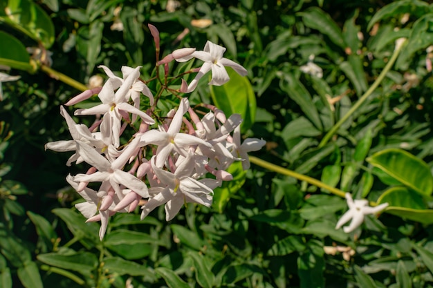 Jasmijnbloem (Jasminum officinale), bloeiend