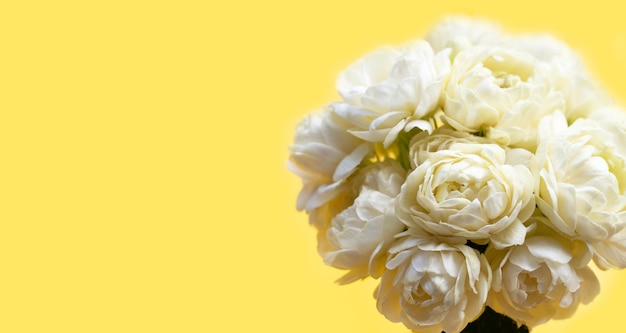 Jasmijnbloem op gele achtergrond