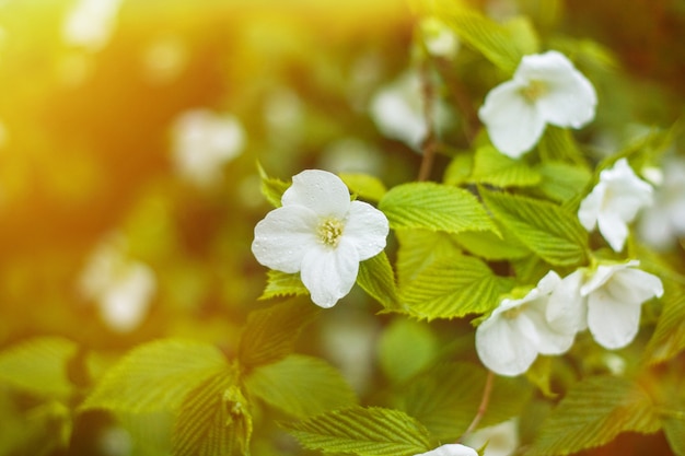 Jasmijnbloemen die in tuin met zongloed groeien