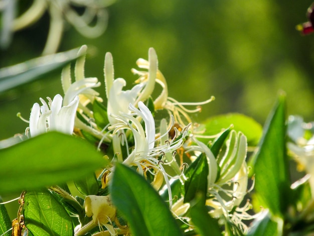 Jasmijnbloemen en groene bladeren Foto van een groene struik Sappige natuurlijke achtergrond