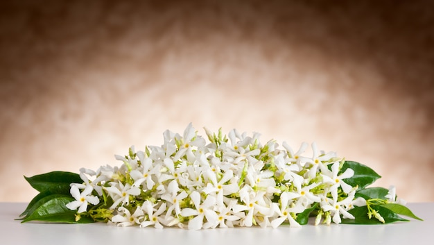 Jasmijnbloemen op witte lijst en beige achtergrond