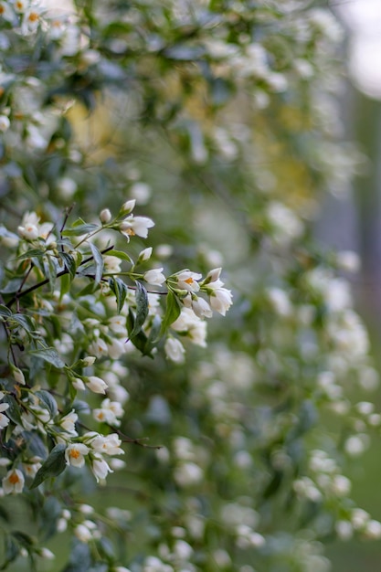Jasmin flower blossom. Green white blur background.