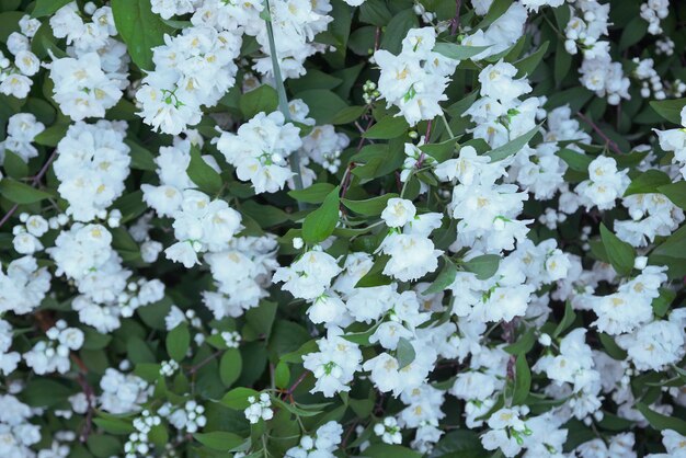 Jasmine blossoms