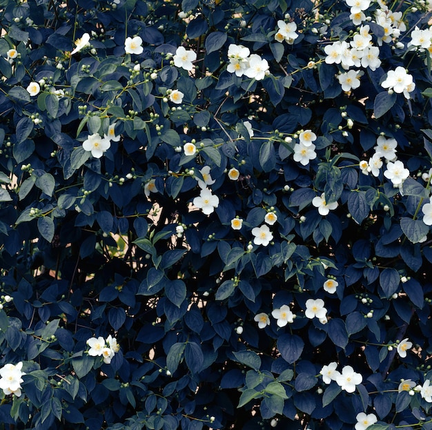 Photo jasmine branch with white flowers and green leaves