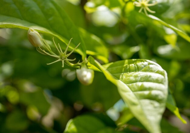 Jasmine buds