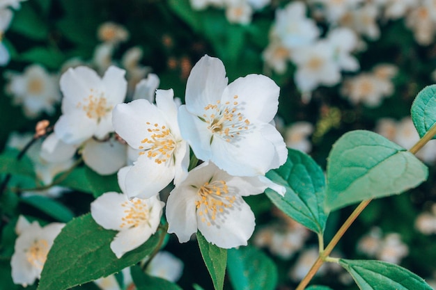 Jasmine bush flowers in g blossom