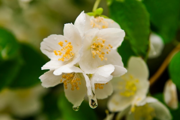 雨の後のジャスミンの花のクローズアップ