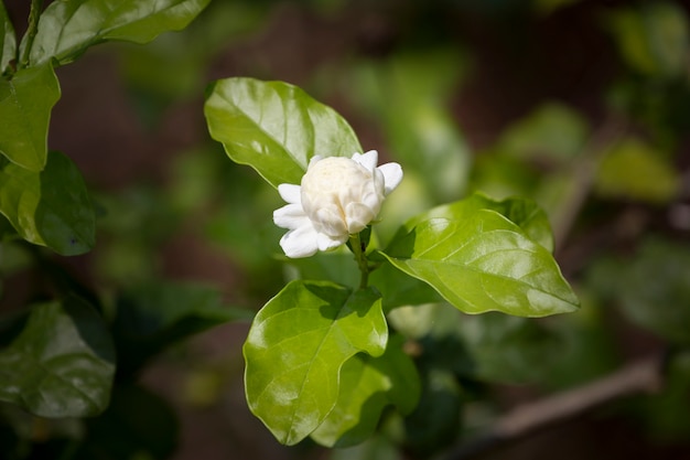 Jasmine flower in garden with blurred background.