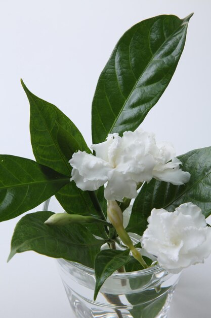 Jasmine flower in a glass with water