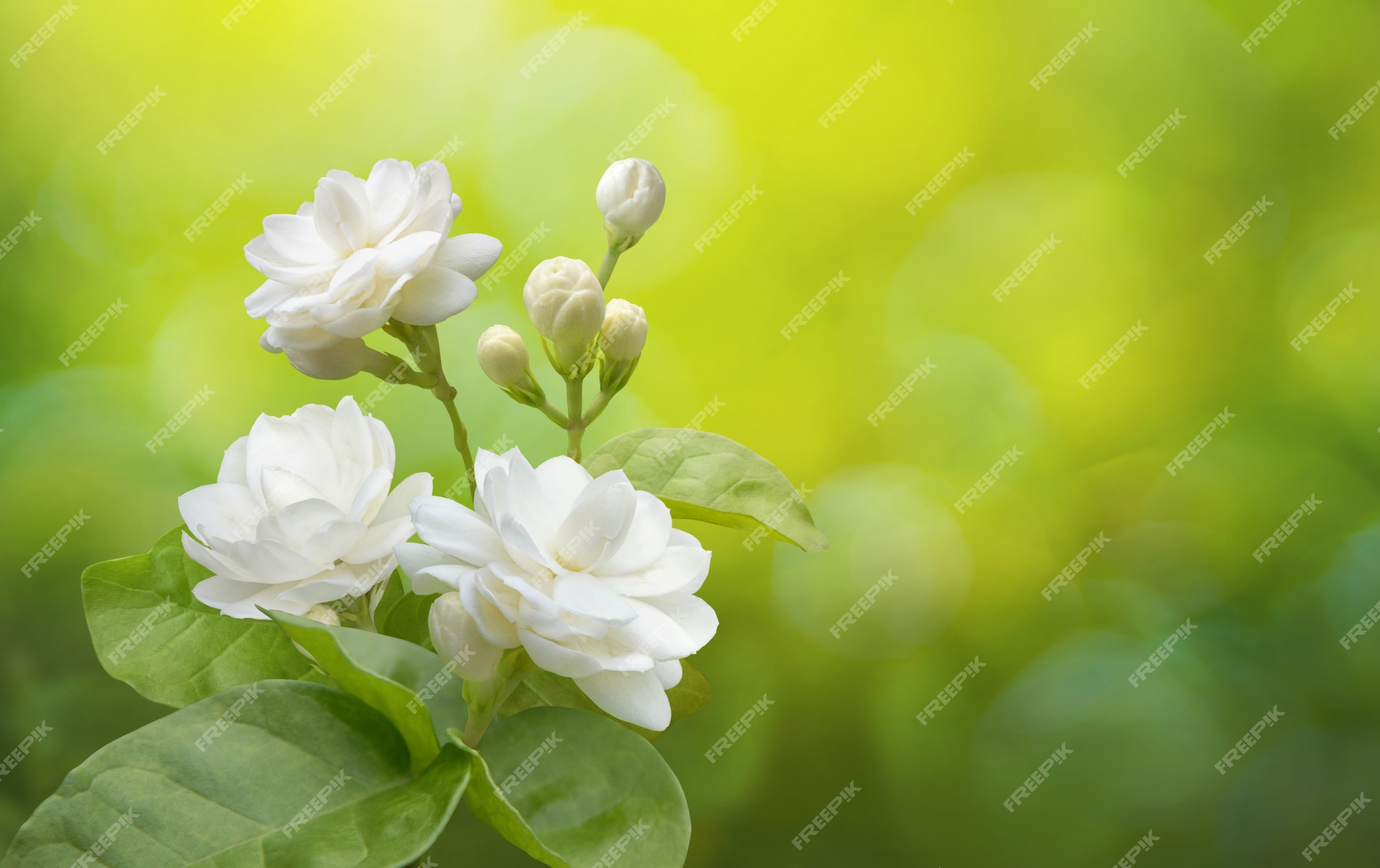 jasmine flower plant