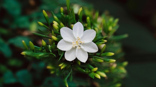 Jasmine flower on greenery