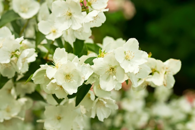 Цветок жасмина, растущий на кусте в саду, цветочный фон