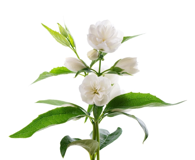 Jasmine flower isolated on white background branch of white\
terry jasmine flowers