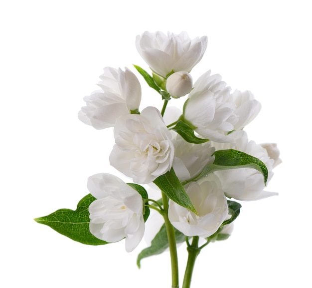 Jasmine flower isolated on white background branch of white terry jasmine flowers