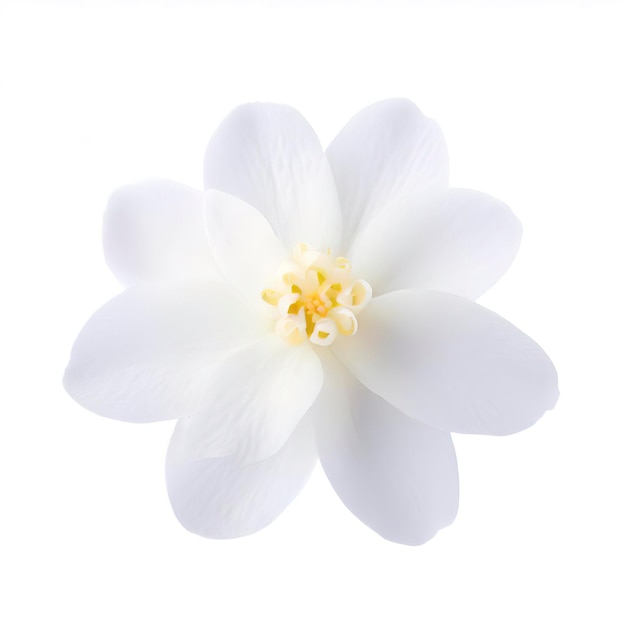 Photo jasmine flower isolated on white background