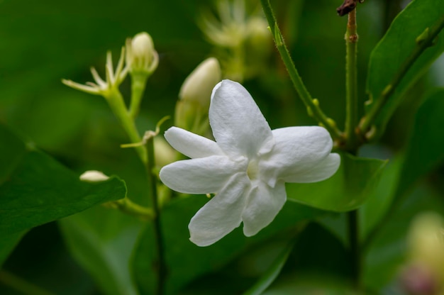 Fiore di gelsomino jasminum sambac gelsomino arabo o gelsomino sambac scelto focus