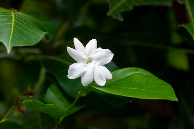 Jasmine flower jasminum sambac arabian jasmine or sambac\
jasmine selected focus